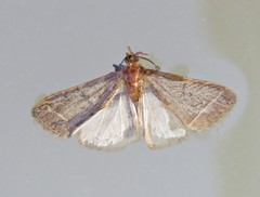 Simplicia extinctalis