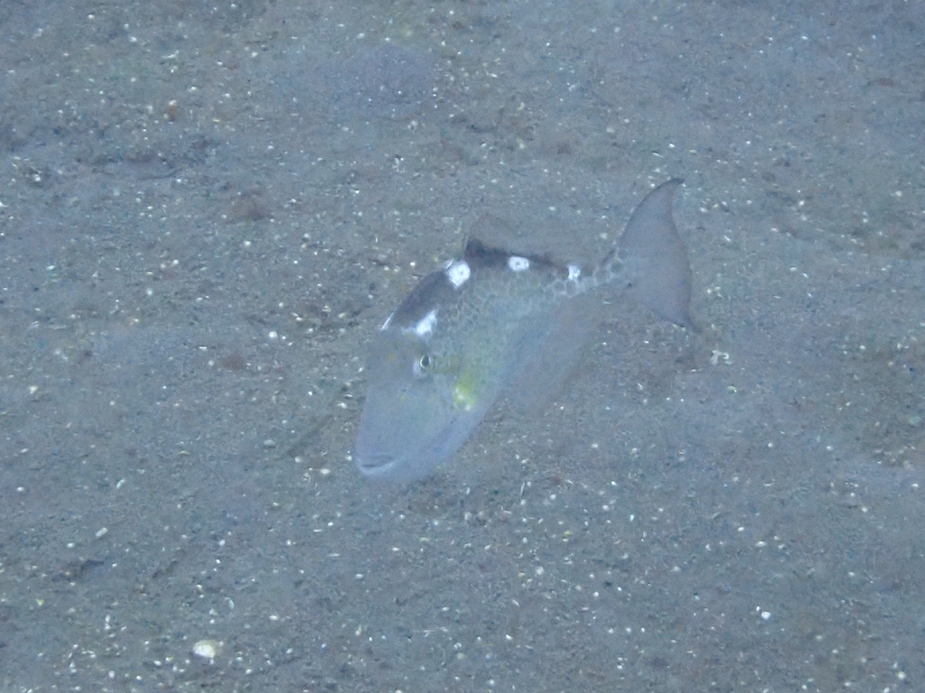 Flat-tailed Trigger-fish