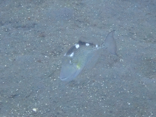 Abalistes stellatus observed 2026-08-15