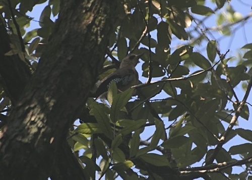 Eurasian Jay