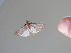 Simplicia extinctalis
