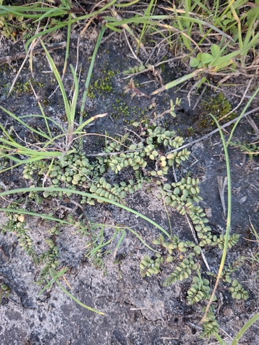 Wilsonia rotundifolia observed 2026-08-18