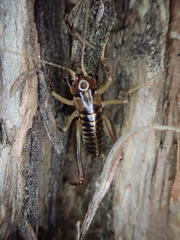 Hemiandrus maia