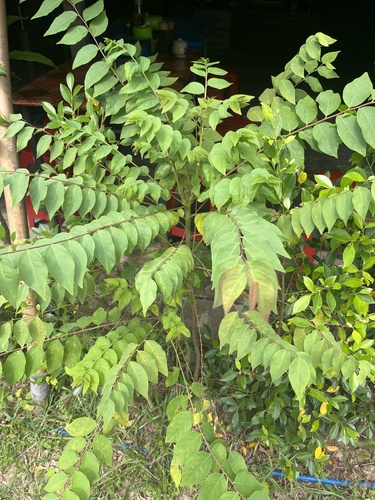 Phyllanthus acidus observed 2026-08-18