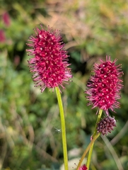 Sanguisorba menziesii