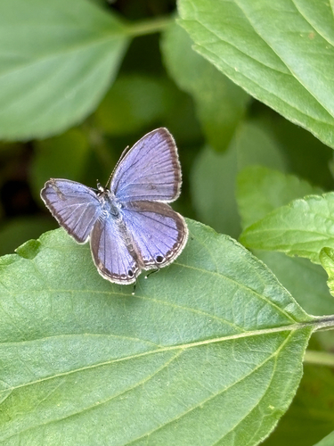 Plains Cupid