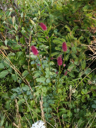 Sanguisorba menziesii, photograph 2