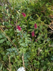 Sanguisorba menziesii, photograph author not stated, no rights reserved