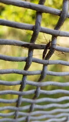Leptotarsus cubitalis