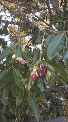 Syzygium guineense