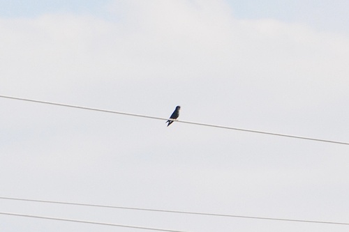 Dollarbird