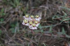Asclepias multicaulis