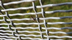 Leptotarsus cubitalis