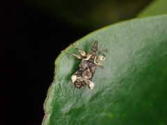 Stephanorhynchus curvipes