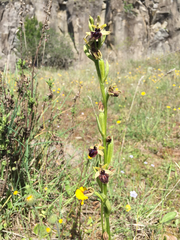 Ophrys sphegodes atrata