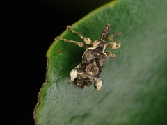 Stephanorhynchus curvipes