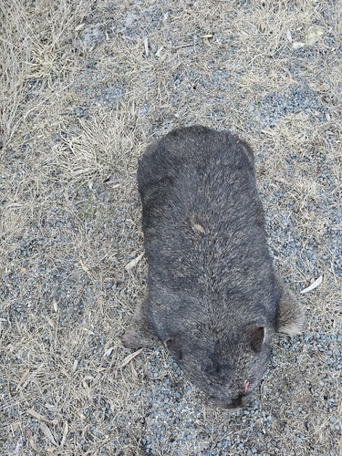 Mainland Wombat