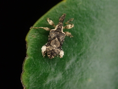 Stephanorhynchus curvipes