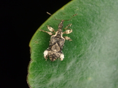 Stephanorhynchus curvipes