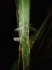 Leptotarsus cubitalis