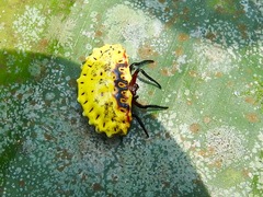 Aranoethra cambridgei