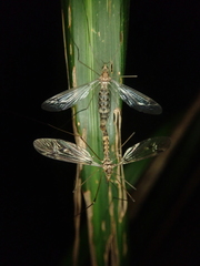 Leptotarsus cubitalis