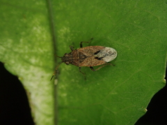 Rhypodes