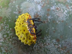 Aranoethra cambridgei