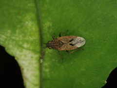 Rhypodes