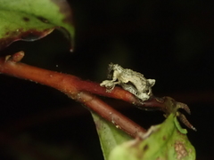 Stephanorhynchus curvipes