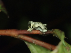 Stephanorhynchus curvipes