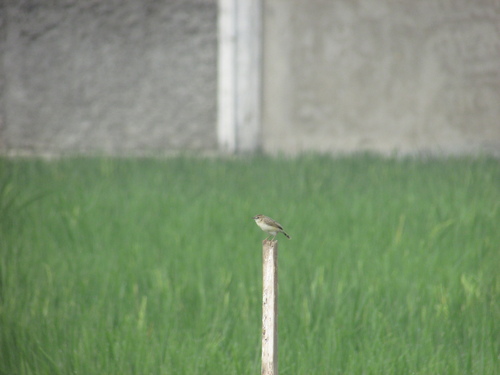 Zitting Cisticola