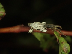 Stephanorhynchus curvipes