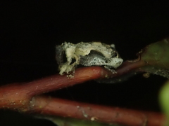 Stephanorhynchus curvipes