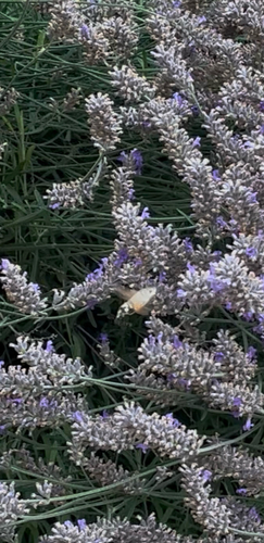 Eurasian Hummingbird Hawkmoth