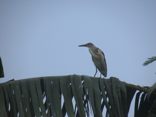 Javan Pond-Heron