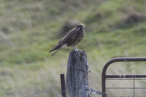 Brown Falcon