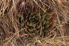Aloe pratensis