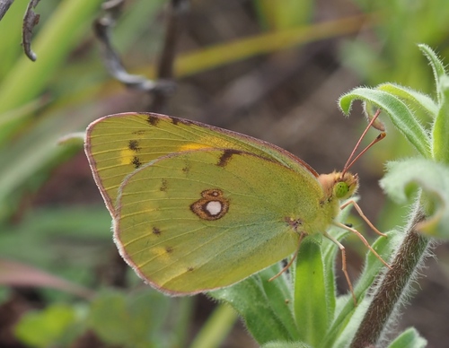 Clouded Yellow