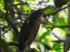 Ixobrychus sturmii