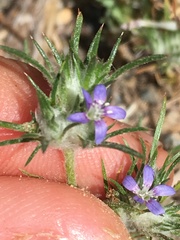 Eriastrum filifolium
