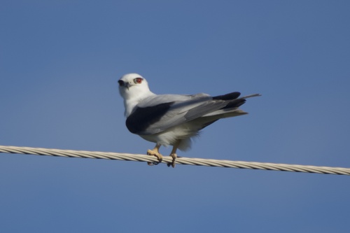 Black-shouldered Kite