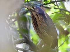 Ixobrychus sturmii