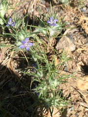 Eriastrum filifolium