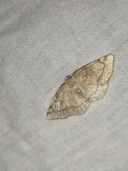 Stegania trimaculata