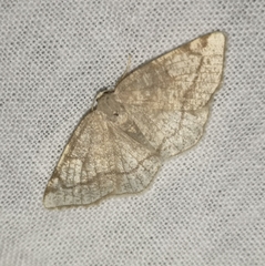 Stegania trimaculata