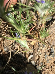 Eriastrum filifolium