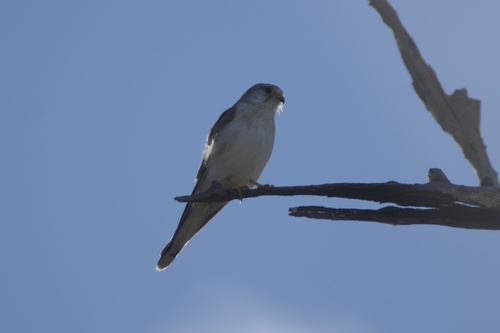Nankeen Kestrel