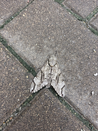Plain grey hawkmoth