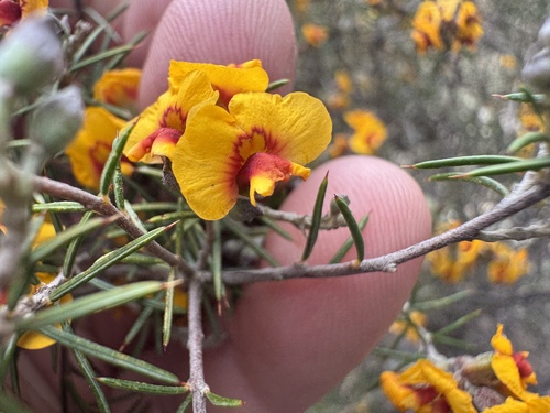 Sieber's parrot-pea